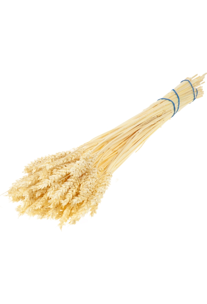 Droogbloemen Bunch Triticum Tarwe Naturel Wit 70cm Volle Bos Gebundeld