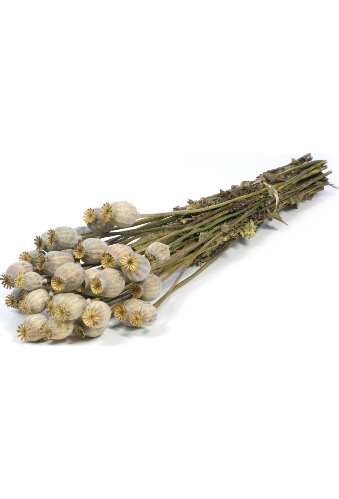 Droogbloemen Papaver Naturel Green Grey 60cm Volle Bos Gebundeld