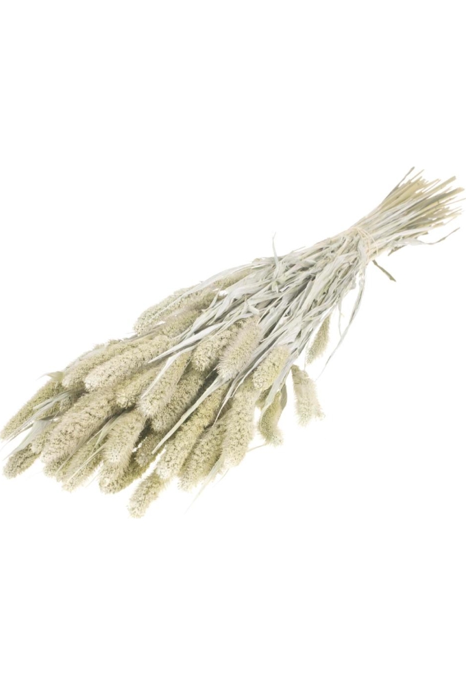 Droogbloemen Setarea white misty 65cm Volle Bos Gebundeld