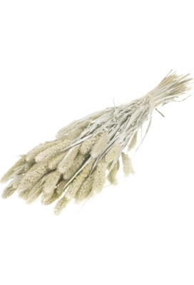 Droogbloemen Setarea white misty 65cm Volle Bos Gebundeld Droogbloemen Setarea white misty 65cm Volle Bos Gebundeld