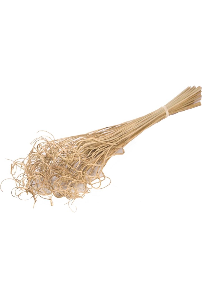 Droogbloemen Curly Ting Palm natural 75cm Volle Bos Gebundeld 100stuks