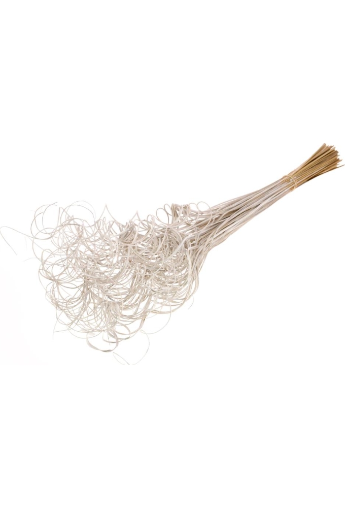 Droogbloemen Curly Ting Palm Wit 75cm Volle Bos Gebundeld 100stuks