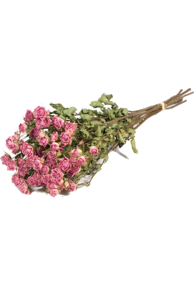 Droogbloemen Roses Spray Natural Light Pink 50cm 10stuks