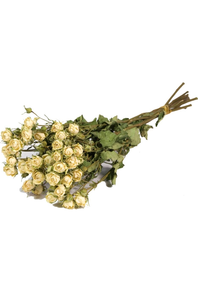 Droogbloemen Roses Spray Natural White 50cm Bosje