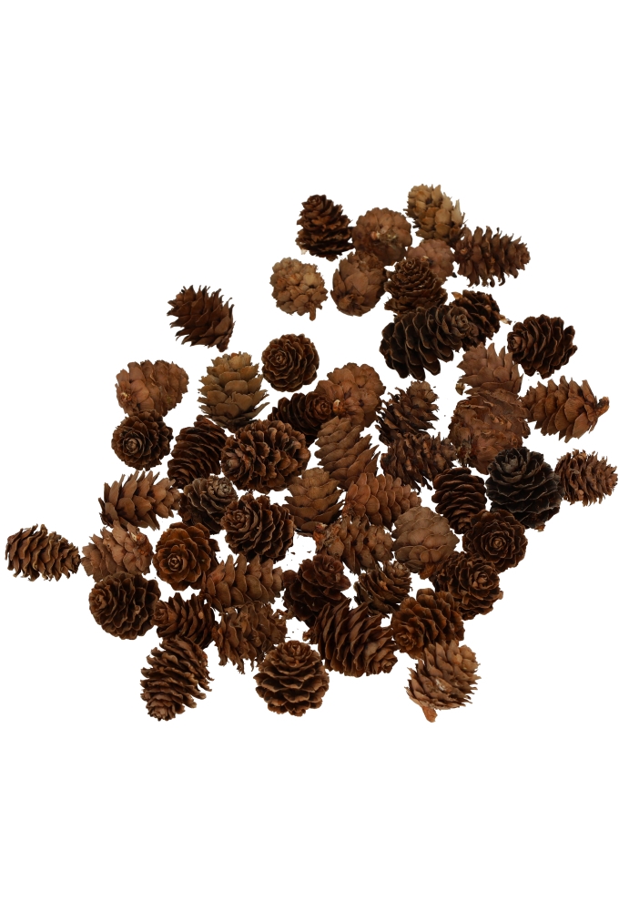 Decoratie Dennenappels Naturel 2.5cm ongeveer 50stuks