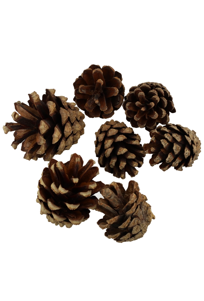 Decoratie Dennenappels Silvester Naturel 2-4cm 5 kilo 720 a 780stuks