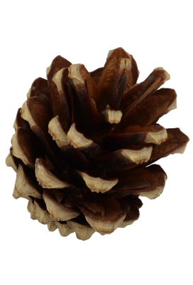 Decoratie Dennenappels Silvester Naturel 2-4cm 5 kilo 720 a 780stuks