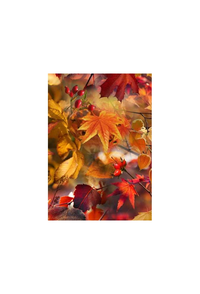 Inpakpapier Trendy herfst bladeren 70cm x 200meter