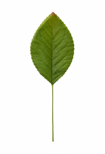 Kado Decoratie Pick Leafs 6cm Met IJzerdraad 144stuks