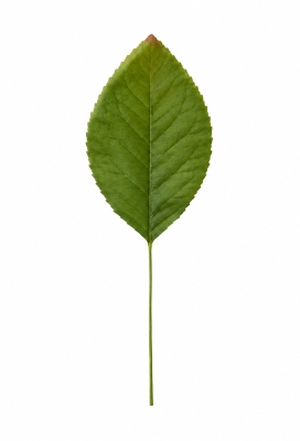 Kado Decoratie Pick Leafs 6cm Met IJzerdraad 144stuks