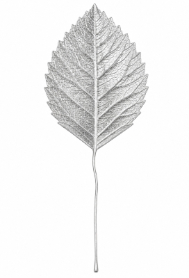 Kado Decoratie Pick Leafs Zilver 6cm Met IJzerdraad 144stuks