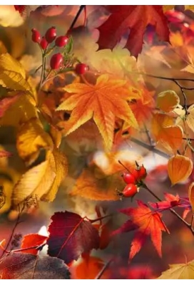 Inpakpapier Trendy herfst bladeren 30cm x 200meter