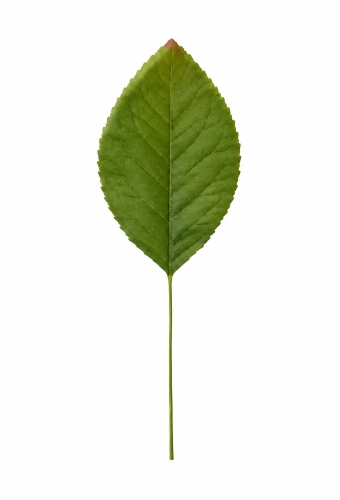 Kado Decoratie Pick Leafs 6cm Met IJzerdraad 144stuks