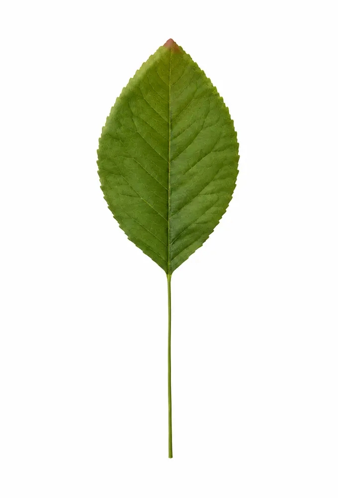 Kado Decoratie Pick Leafs 6cm Met IJzerdraad 144stuks