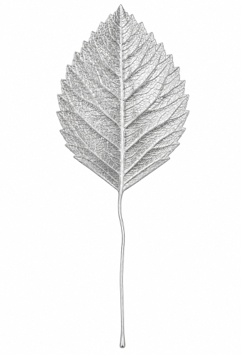 Kado Decoratie Pick Leafs Zilver 6cm Met IJzerdraad 144stuks