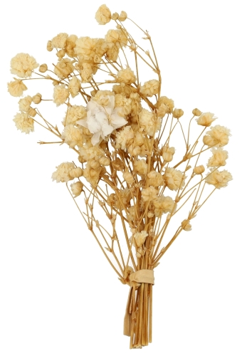 Droogbloemen Mini Decoratie Flowers Cream 10cm 1 Bosje op is op