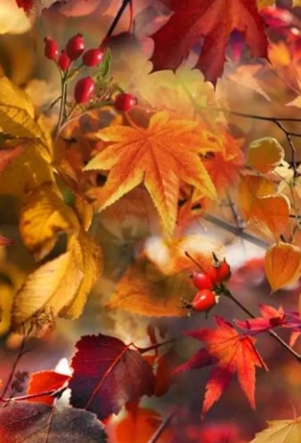 Geschenkpapier  Herfst Dessin 024 40cm x 150 meter