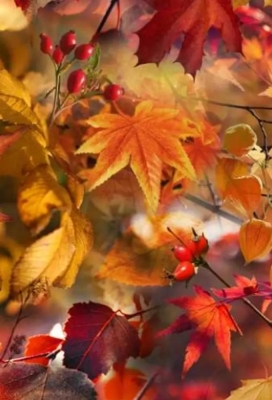Geschenkpapier  Herfst Dessin 024 40cm x 150 meter