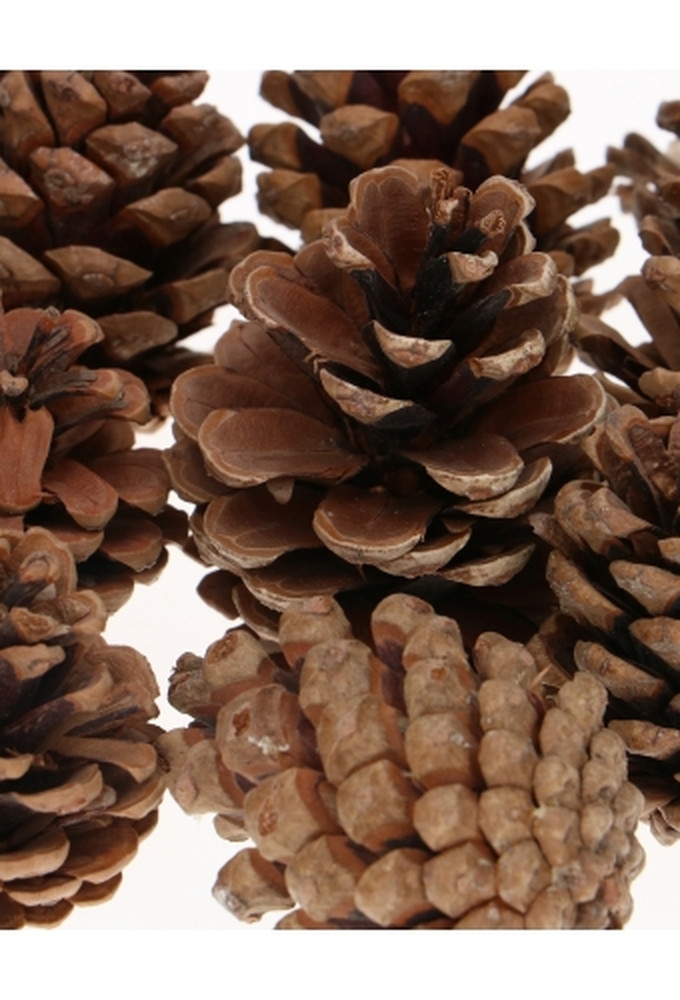 Decoratie Dennenappels Oostenrijker Naturel 4-7cm 1 kilo 55 a 65 stuks