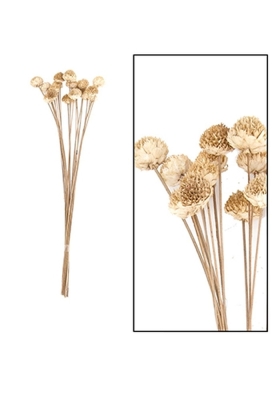 Droogbloemen Daisy Naturel Wit 25-38cm 20 stuks OP IS OP