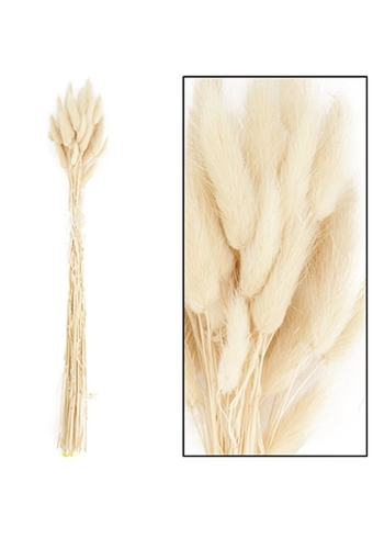 Droogbloemen Lagurus Bundle Wit 50- 65 cm Volle Bos Gebundel