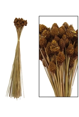 Droogbloemen Pimentinha Naturel 60gram 50cm OP IS OP