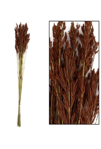 Droogbloemen Red Tassle Naturel 78x8x5cm OP IS OP