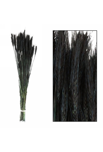 Droogbloemen Triticale Zwart 66x16x6cm OP IS OP