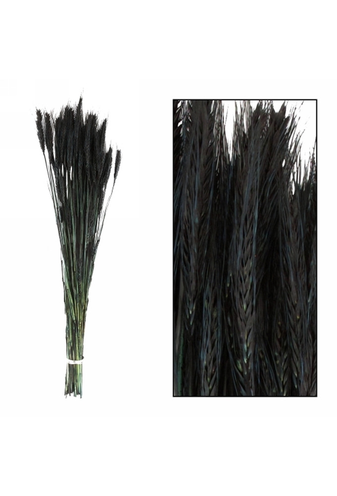 Droogbloemen Triticale Zwart 66x16x6cm OP IS OP
