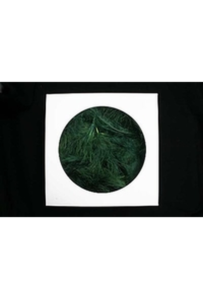 AKTIE Luxe Decoratie Veren 40 gram Donkergroen