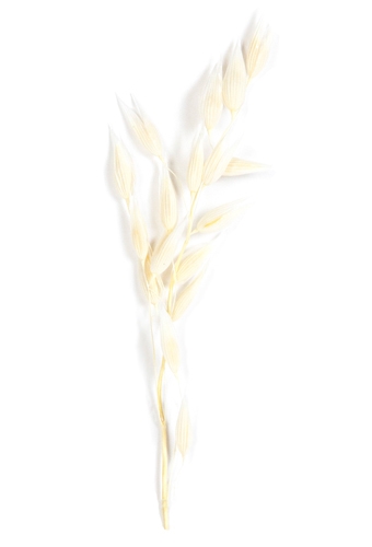 Droogbloemen Mini Decoratie Flowers Haver Wit 12cm 10stuks OP IS OP