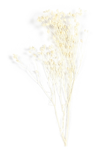 Droogbloemen Mini Decoratie Flowers Broom Bloom Bleached 12cm 10stuks