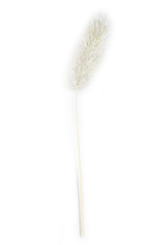 Droogbloemen Mini Decoratie Flower Phalaris Bleached 12cm 10stuks