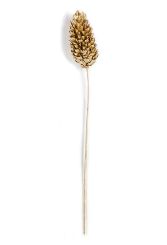 Droogbloemen Mini Decoratie Flower Phalaris Gold 12cm 10stuks